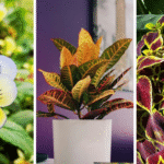 9 Balcony Plants That Turn Dramatic New Colors Overnight