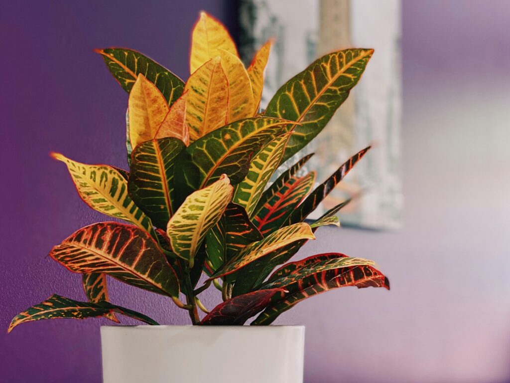 9 Balcony Plants That Turn Dramatic New Colors Overnight