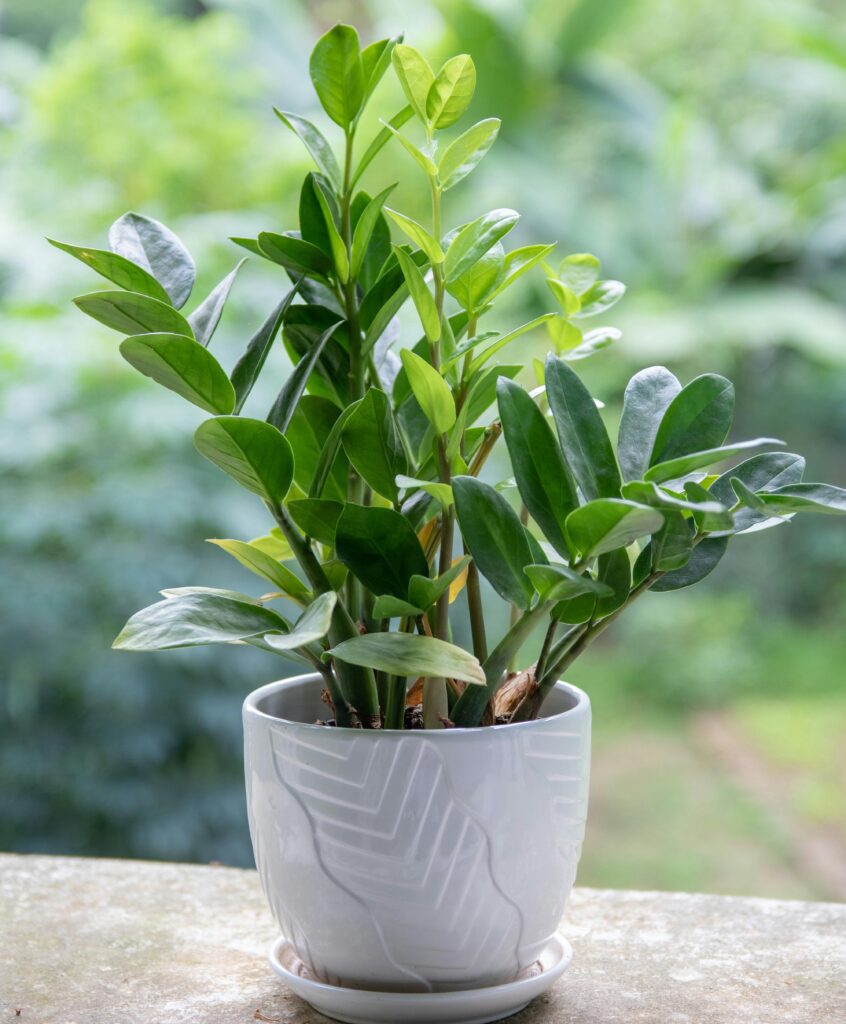 7 Balcony Plants That Look Premium