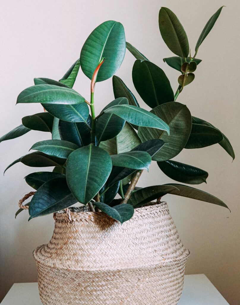 6 Balcony Plants That Cool Your Home