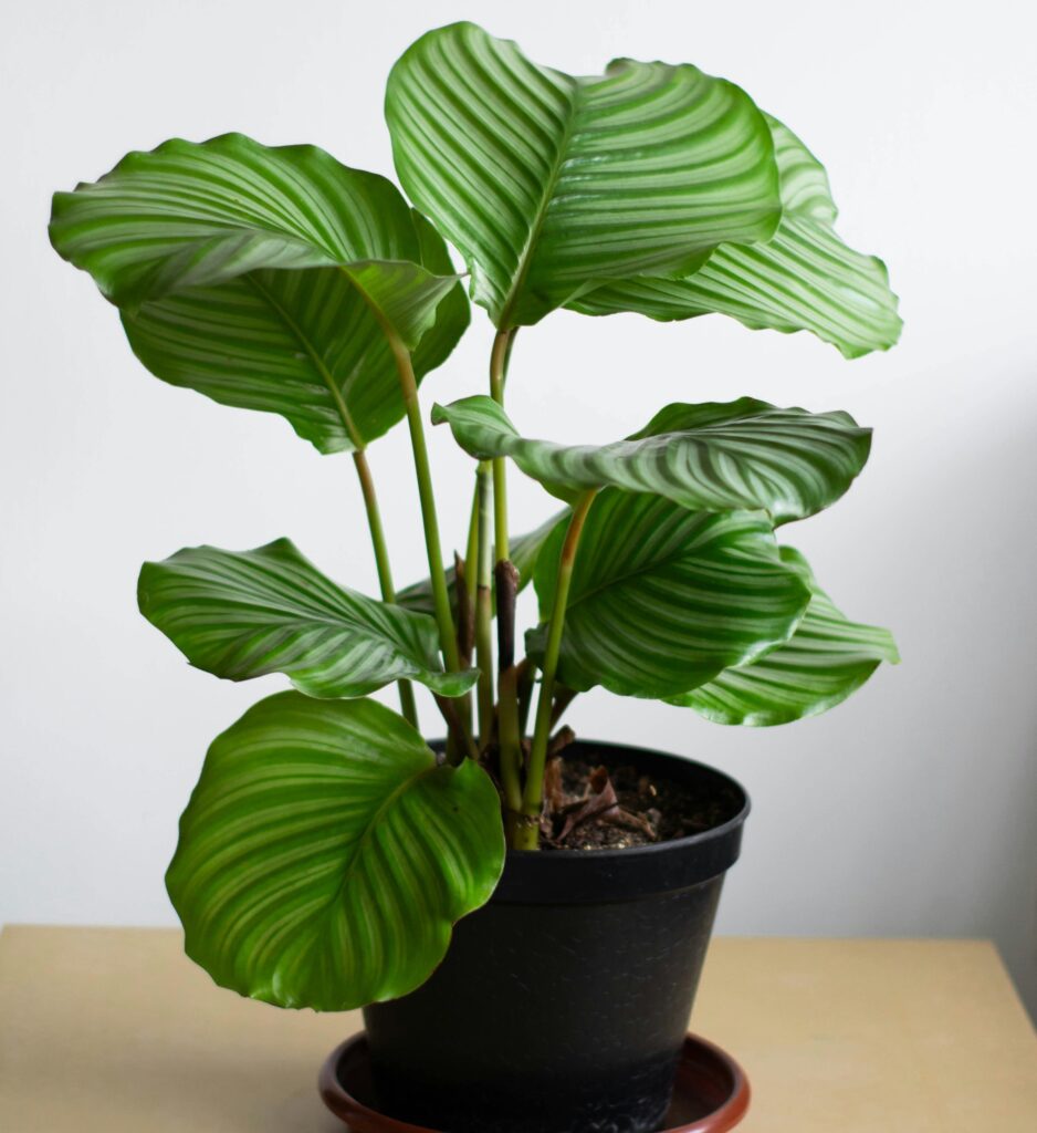 6 Balcony Plants That Create a Natural Cooling Effect