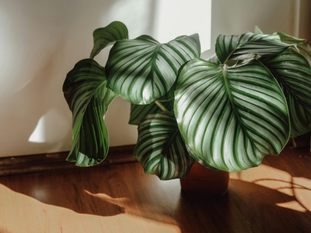 10 Carbon-Negative Balcony Plants
