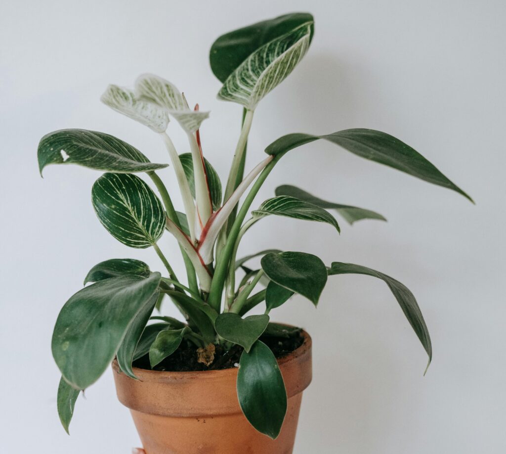 10 Carbon-Negative Balcony Plants