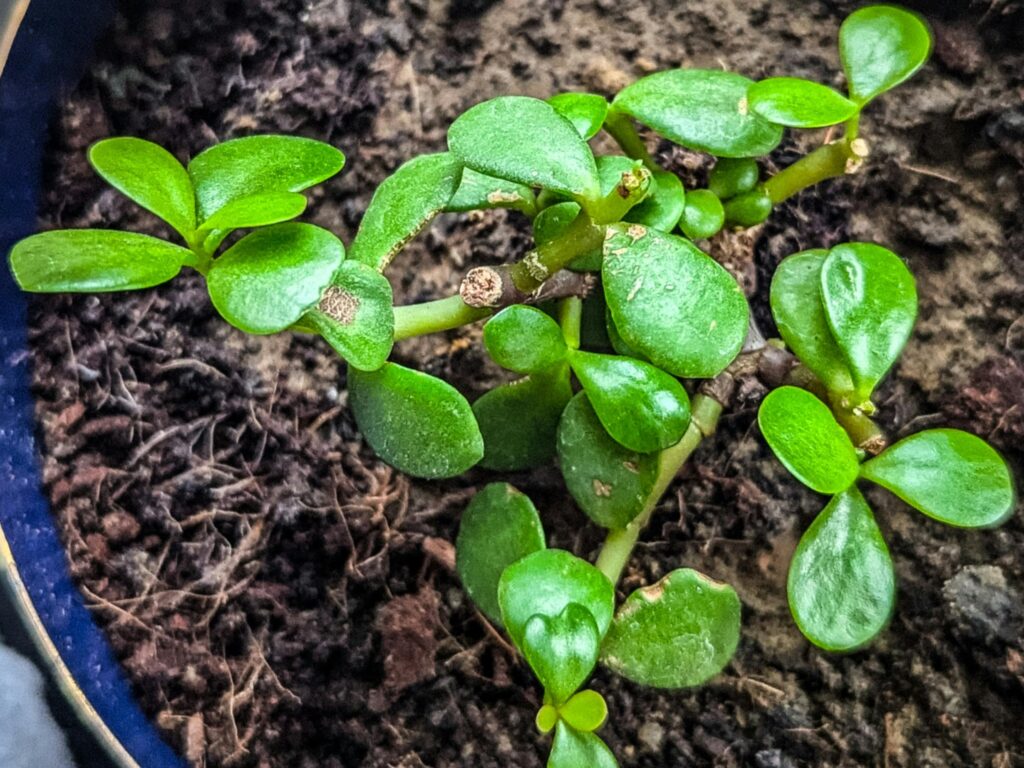 Jade Plant Propagation