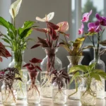 10 Water-Grown Plants That Will Revolutionise Your Indoor Garden