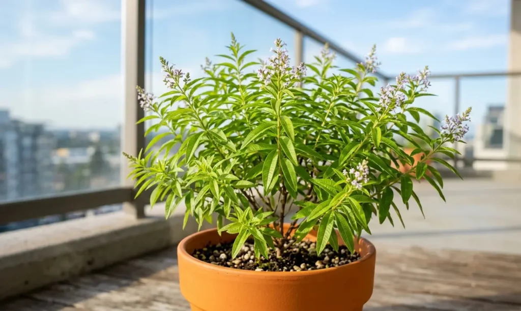 10 Rare Herbs for a West-Facing Balcony
