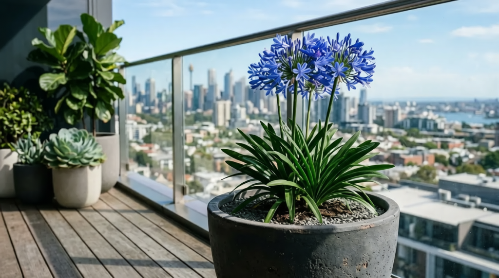  Low-Maintenance Balcony Plants in Australia