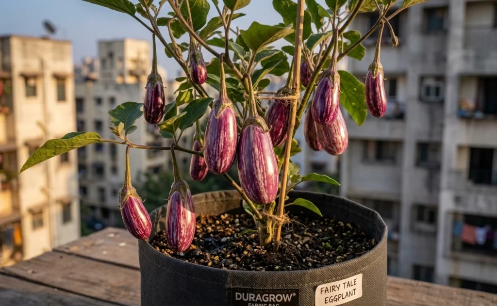 Cluster of purple-striped Fairy Tale Eggplants growing in a Duragrow fabric bag on a sunny apartment balcony.