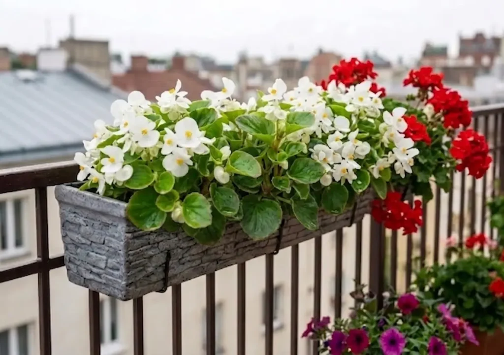 Beautiful white Wax Begonias with yellow centers and bright red Geraniums blooming together in a stone-textured rectangular planter on a balcony railing.