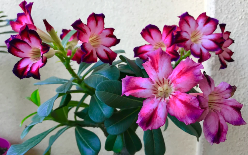 Why Balcony Plants Die in Summer 