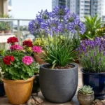 Low-Maintenance Balcony Plants in Australia