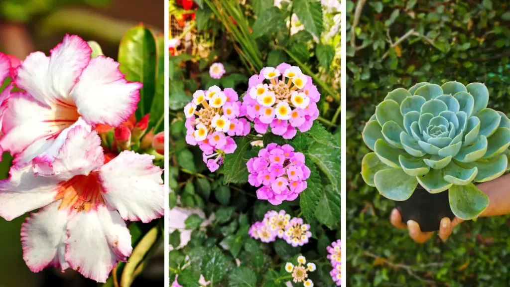 Why Balcony Plants Die in Summer